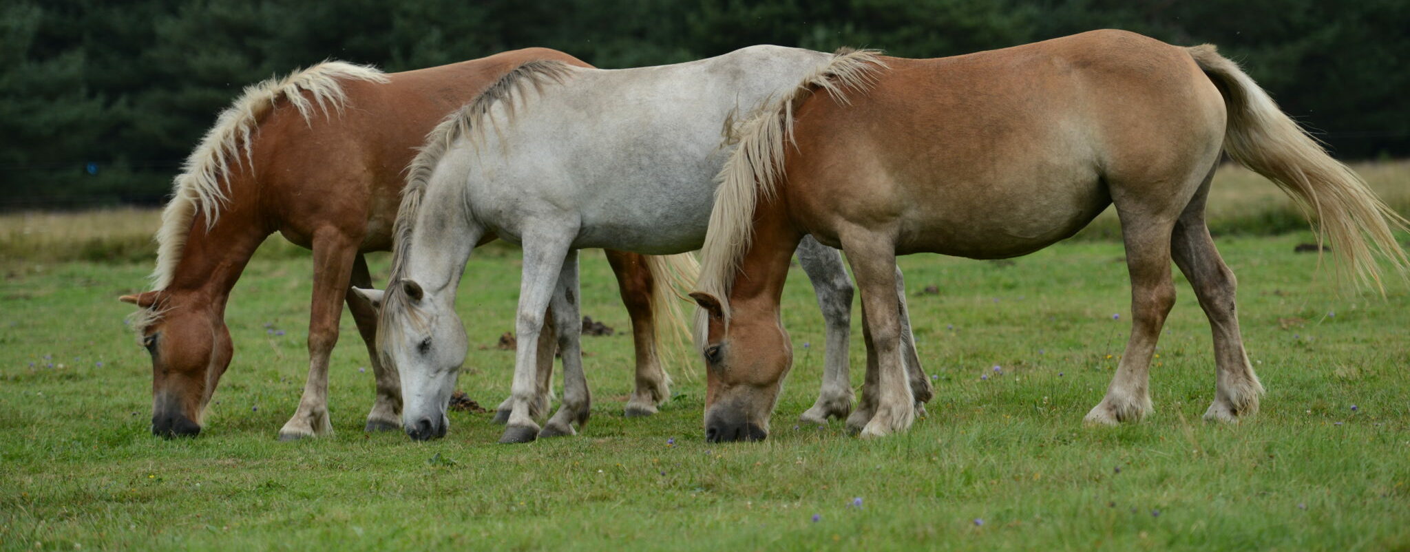 Les trois Crinieres Blondes